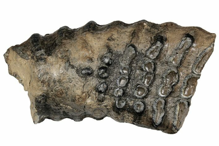 7.2" Partial Southern Mammoth Molar - Hungary
